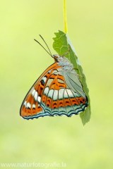 Großer Eisvogel - Limenitis populi